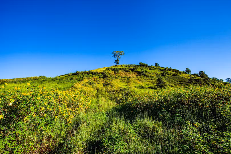 Thảm dã quỳ trên núi lửa Chư Đăng Ya hùng vĩ