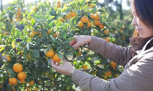 Triều Tiên phân phát số quýt Hàn Quốc tặng cho thanh thiếu niên, nhi đồng và người dân Bình Nhưỡng