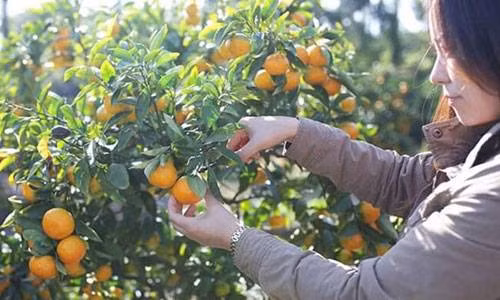 Triều Tiên phân phát số quýt Hàn Quốc tặng cho thanh thiếu niên, nhi đồng và người dân Bình Nhưỡng