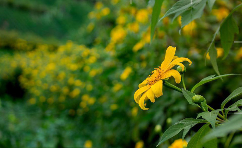 Thảm dã quỳ trên núi lửa Chư Đăng Ya hùng vĩ