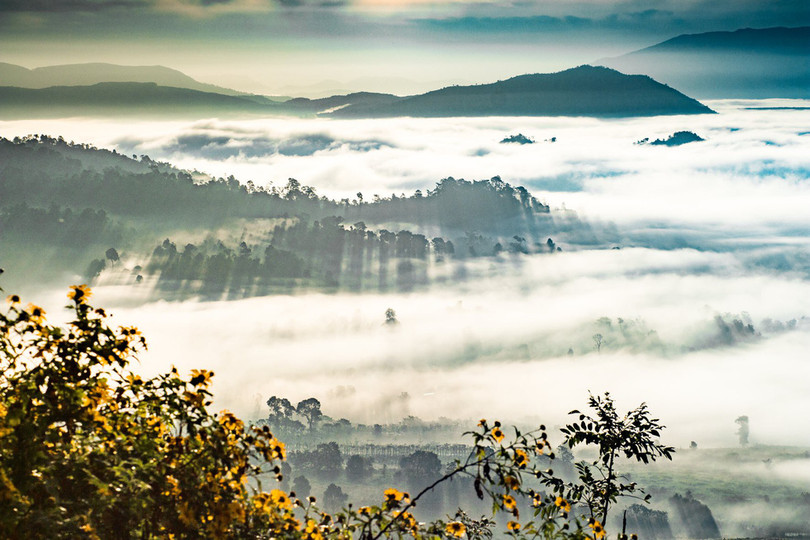 Thảm dã quỳ trên núi lửa Chư Đăng Ya hùng vĩ