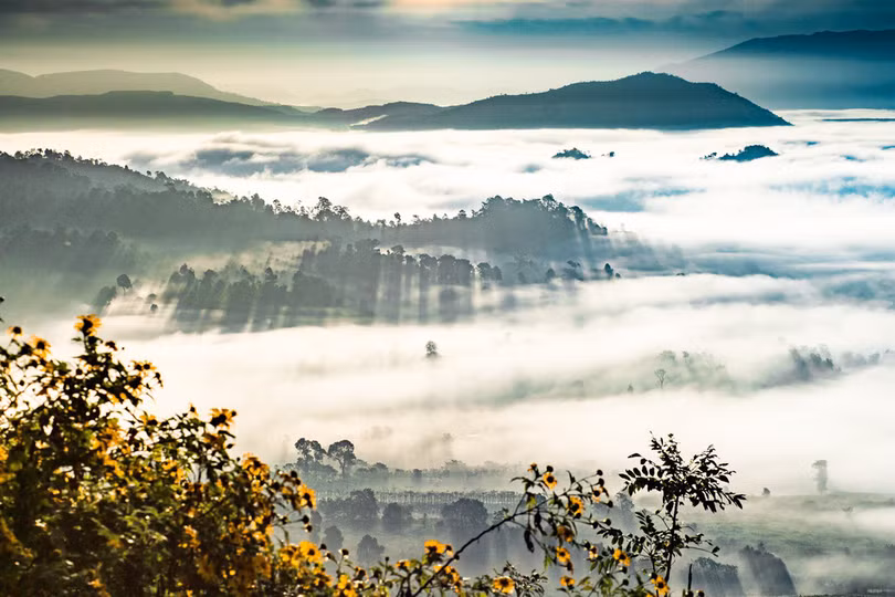 Thảm dã quỳ trên núi lửa Chư Đăng Ya hùng vĩ