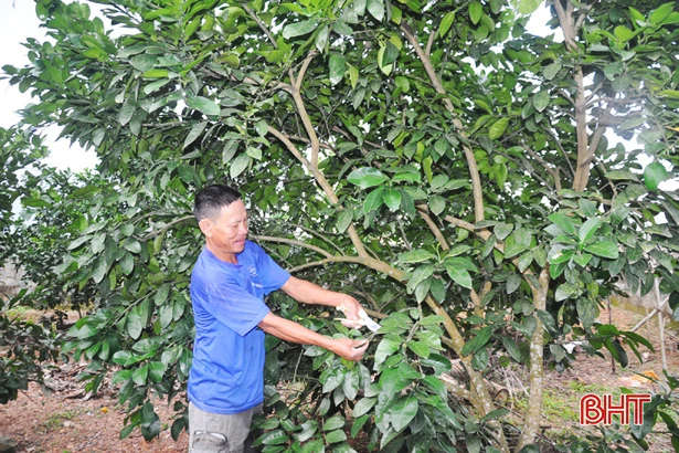 Sau thu hoạch, nông dân Hà Tĩnh tất bật chăm sóc cây bưởi