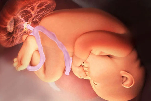 Không nên dùng rau thai nhi để làm thuốc Đông y!