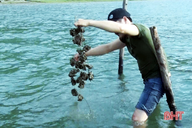 Thả hơn 80.000 hàu giống, người dân TX Kỳ Anh bắt đầu thu lợi