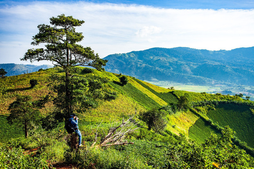 Thảm dã quỳ trên núi lửa Chư Đăng Ya hùng vĩ