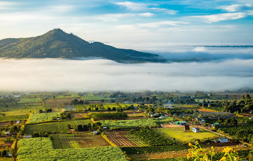 Thảm dã quỳ trên núi lửa Chư Đăng Ya hùng vĩ