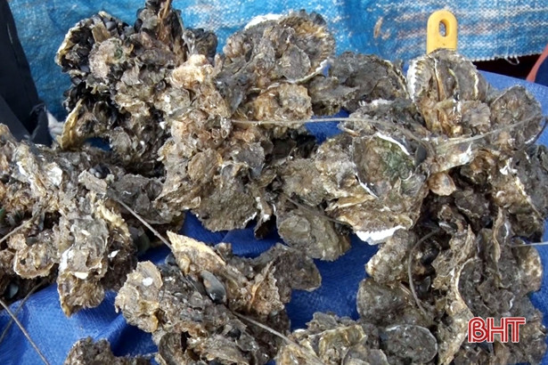 Thả hơn 80.000 hàu giống, người dân TX Kỳ Anh bắt đầu thu lợi