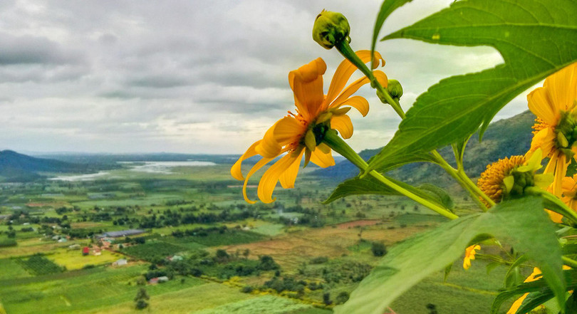 Thảm dã quỳ trên núi lửa Chư Đăng Ya hùng vĩ