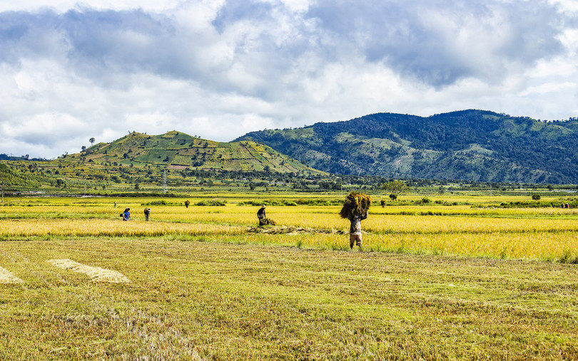 Thảm dã quỳ trên núi lửa Chư Đăng Ya hùng vĩ