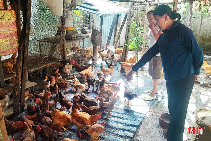 Đàn gà của gia đình ông Đào Sỹ Tuấn phát triển tốt, tạo nguồn sinh kế, nâng cao thu nhập cho gia đình. giảm nghèo.jpg