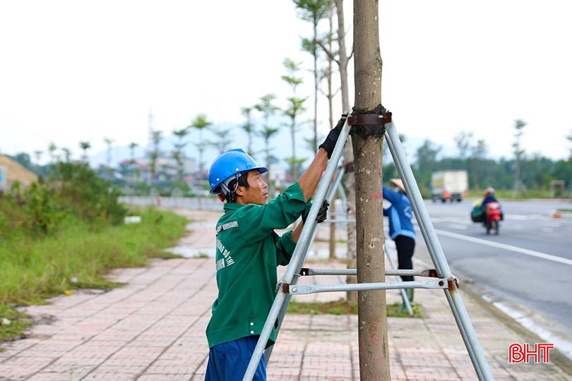 Năm 2024, Trung tâm Dịch vụ hạ tầng và môi trường đô thị thị xã chủ công trồng hơn 1.900 cây xanh đô thị bqbht_br_ag7a5518.jpg