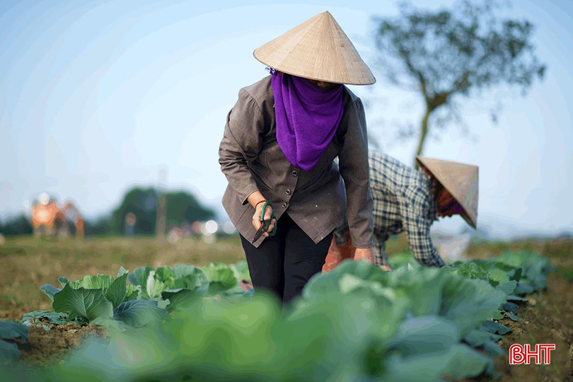 kỳ hoa.jpg