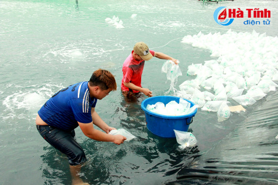 htx nuoi trong thuy san xuan thanh tha gan 7 trieu con tom giong