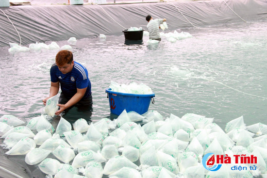 htx nuoi trong thuy san xuan thanh tha gan 7 trieu con tom giong