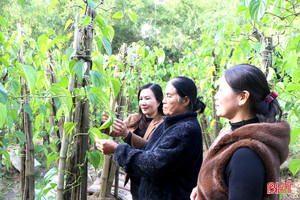 Đưa trầu không Thạch Khê "tham gia" vào các ngành mỹ phẩm, dược phẩm