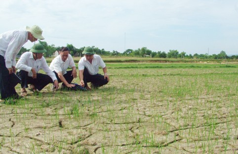 Phần lớn diện tích vốn bị khô héo trước đây nay đã xanh lại cho thấy nguyên nhân từ phun thuốc trừ cỏ là không có cơ sở
