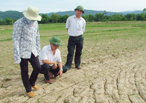 Khô hạn là nguyên nhân chính khiến nhiều đám lúa ở mép xung quanh ruộng của gia đình anh Dương bị chết
