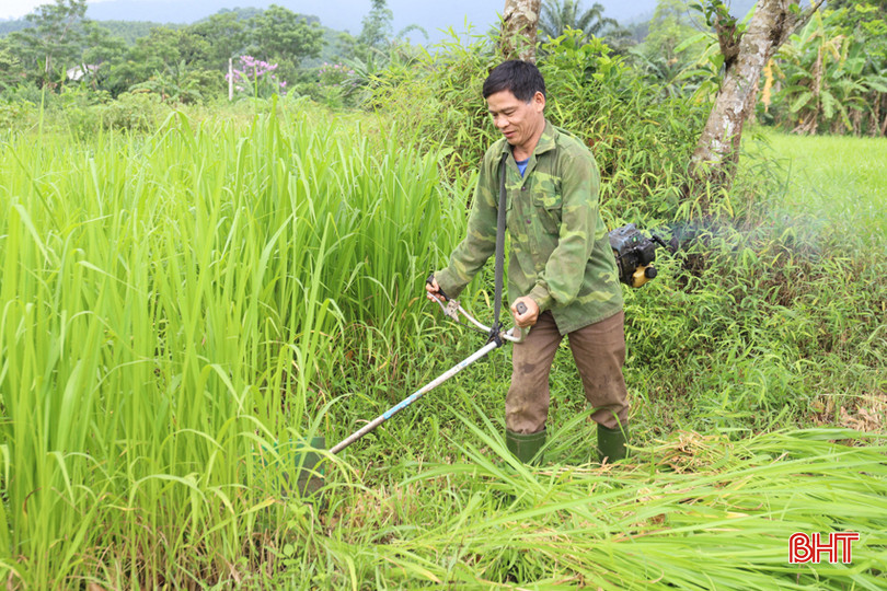 Nhiều diện tích trồng chè trước đây được ông Hành thay thế bằng trồng cỏ để làm thức ăn cho hươu. IMG_5460.JPG