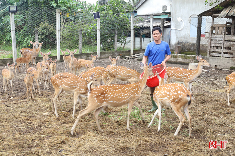 Hiện tại đàn hươu của CCB Phan Xuân Hành có 20 con hươu cái, 7 hươu đực. IMG_5441.JPG