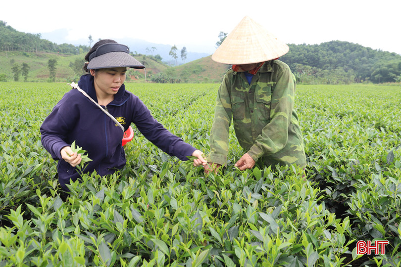 Bình quân mỗi năm, ông Hoành thu về khoảng 70 triệu đồng từ trồng chè. IMG_5372.JPG