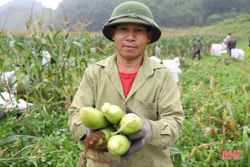 Ngô ngọt hiệu quả kinh tế cao, chất lượng cao hơn hẳn nên bà con rất phấn khởi. IMG_0310.JPG