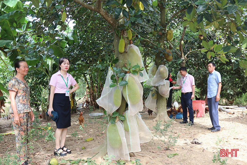 Từ vốn vay Ngân hàng CSXH, nhiều hộ ở Nghi Xuân phát triển kinh tế, thoát nghèo bền vững 3.jpg