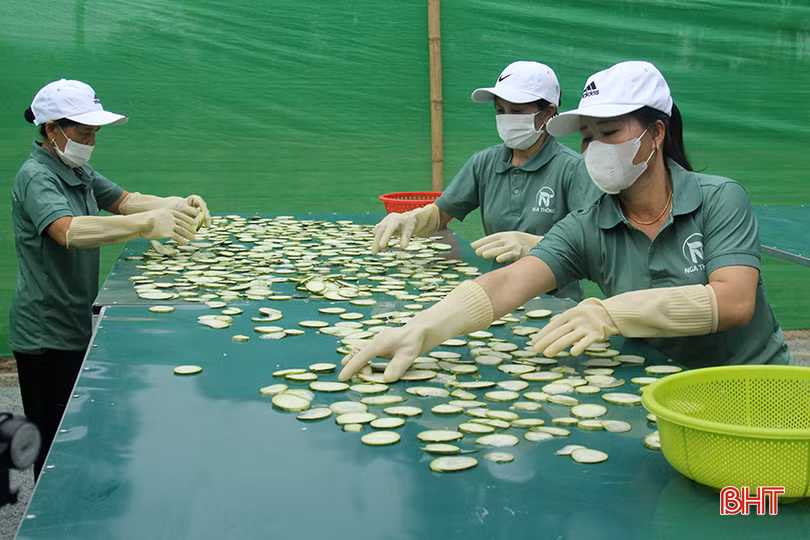 Công nhân rải đều dưa hồng đã thái lát để phơi, tạo độ giòn, thơm cho dưa muối.