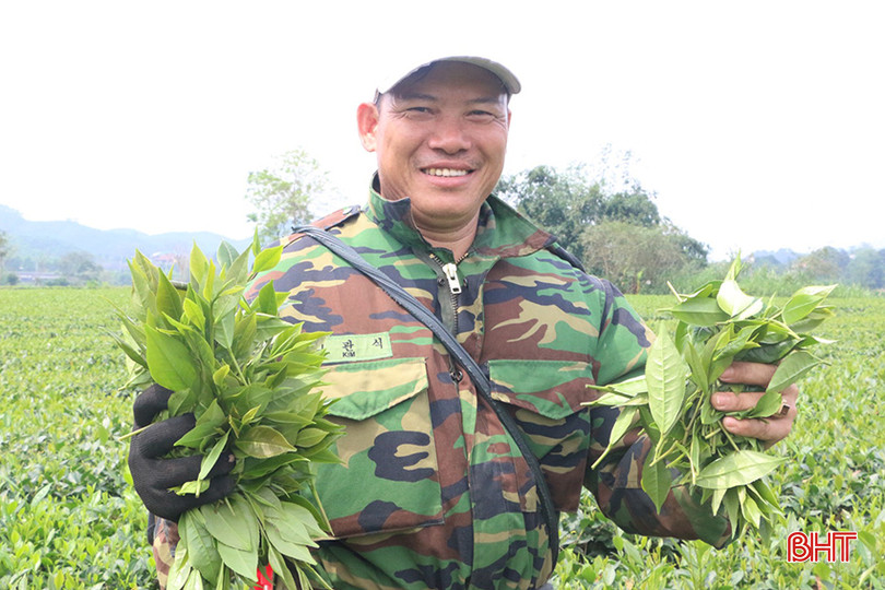 Niềm vui của ông Cương khi chè năm nay được mùa, được giá. IMG_4322.jpg