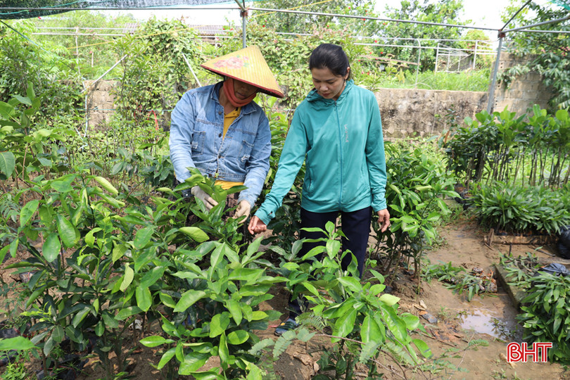 HTX Nông nghiệp Sơn Tiến do Nguyễn Duy Sinh làm giám đốc đã cung cấp cho khách hàng nhiều loại cây giống hiệu quả kinh tế cao. IMG_2209.JPG
