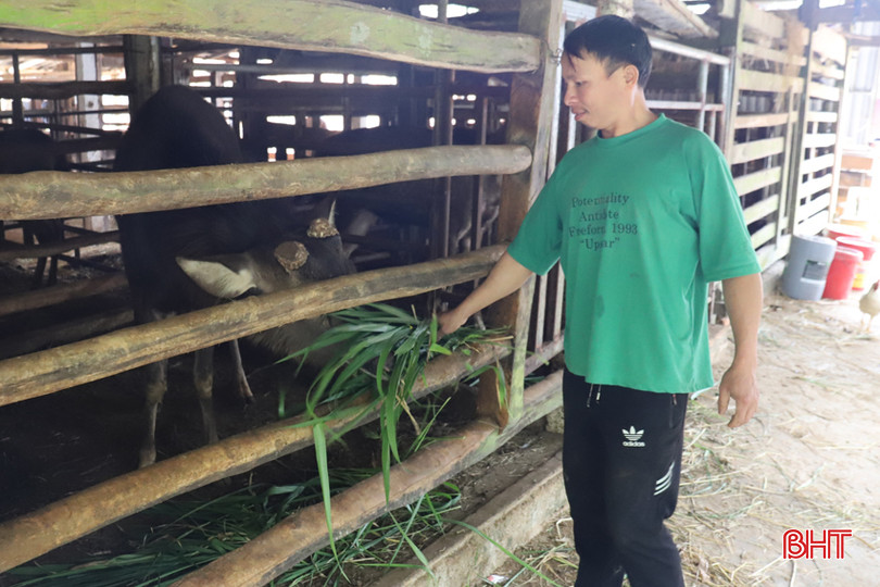 Mặc dù có 3 đời nuôi hươu nhưng anh Trần Quốc Hoàn (SN 1981, ở thôn Mỹ Sơn, xã Sơn Trung) vẫn thích nuôi nai hơn. Hiện trong chuồng của anh có tổng 16 con nhưng chỉ có 4 con hươu. IMG_1137.JPG