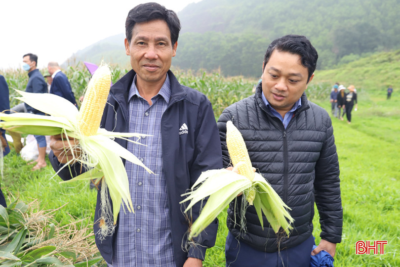 Ngô ngọt được trồng tại thôn Bồng Phài, xã Sơn Tây đạt hiệu quả cao ha.jpg