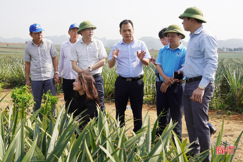Đại diện Công ty CP Thực phẩm xuất khẩu Đồng Giao giới thiệu quy trình trồng dứa cayen cho đoàn công tác. z5278737362350_e43a7da7d8f1c19707d930b2eb8e1e9a.jpg