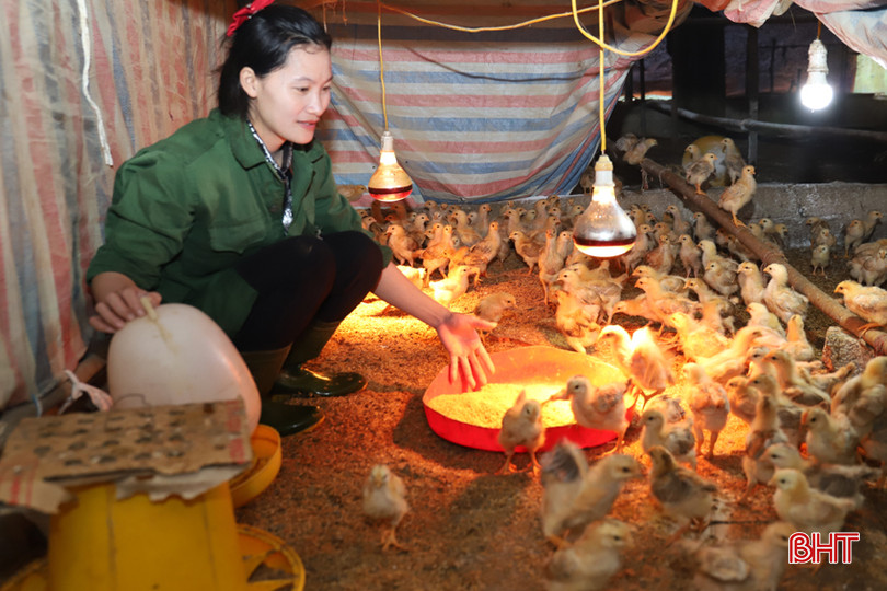 Chăn nuôi gà là một trong những hình thức lấy ngắn nuôi dài của vợ chồng Hà - Hương. IMG_1400.JPG