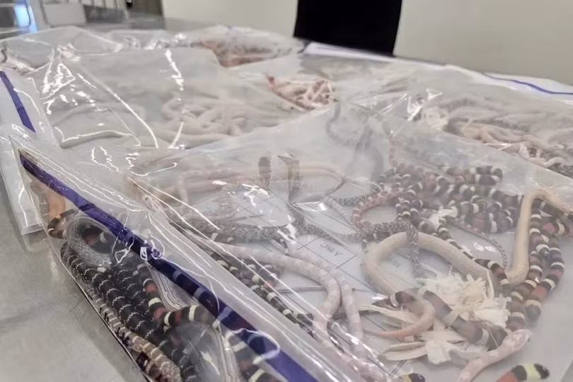 Số rắn bị thu giữ. (Nguồn: CNN).