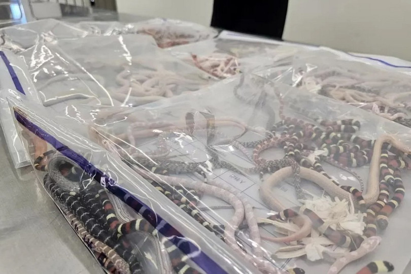 Số rắn bị thu giữ. (Nguồn: CNN).