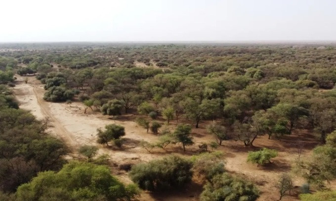 Cây xanh trồng ở Walalde, Senegal. Ảnh: Reuters Cây xanh trồng ở Walalde, Senegal. Ảnh: Reuters