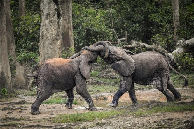 Hai con voi rừng đọ sức tại rừng Bayanga thuộc khu bảo tồn Dzanga Sangha, tây nam CH Trung Phi. Ảnh tư liệu: AFP/ TTXVN. Hai con voi rừng đọ sức tại rừng Bayanga thuộc khu bảo tồn Dzanga Sangha, tây nam CH Trung Phi. Ảnh tư liệu: AFP/ TTXVN.