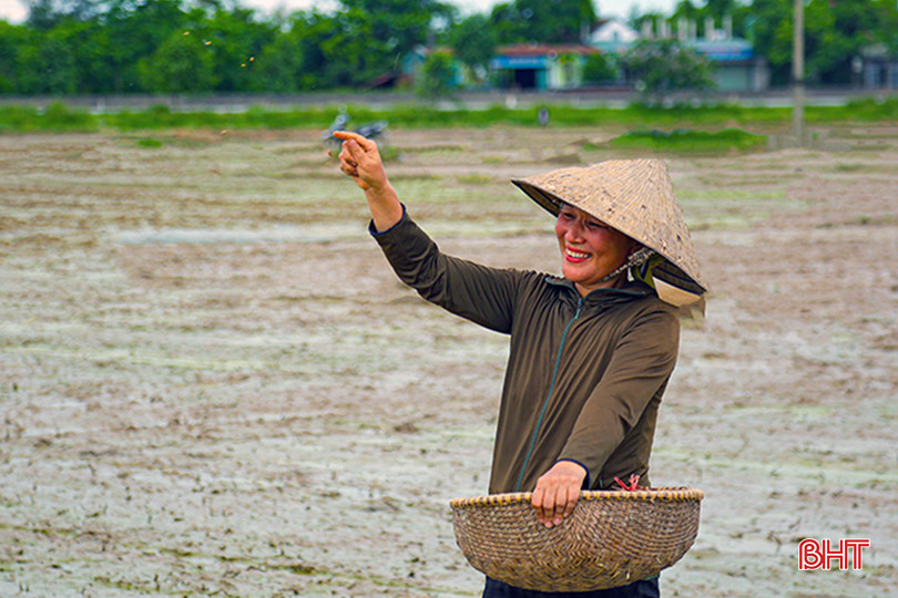 Nông dân thôn Hưng Lộc, xã Cẩm Hưng phấn khởi vì khởi đầu vụ hè thu thuận lợi. 0x5a2005-8589.jpg