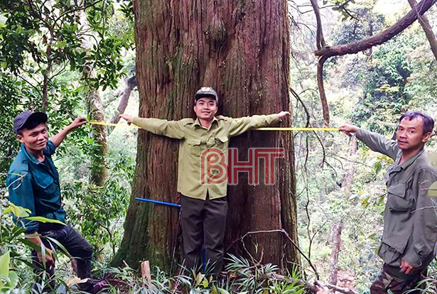 Khẩn cấp bảo tồn loài voi Châu Á ở Vườn Quốc gia Vũ Quang