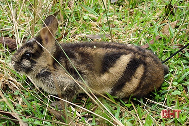 Khẩn cấp bảo tồn loài voi Châu Á ở Vườn Quốc gia Vũ Quang