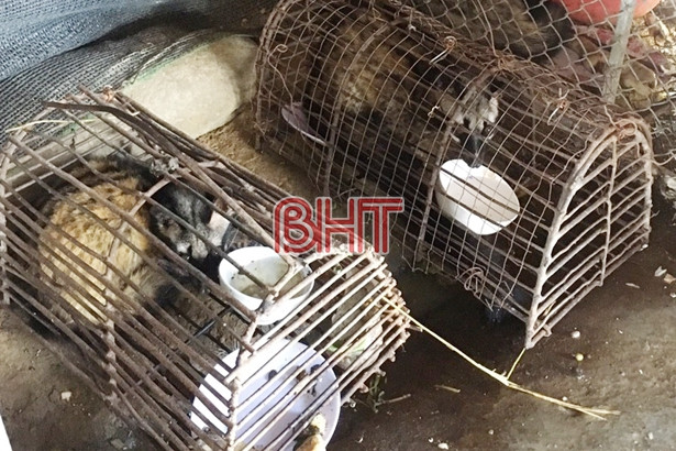 Nhà hàng nuôi nhốt động vật rừng làm mồi nhậu cho khách