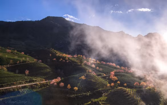 Sắc xuân đến sớm, rừng anh đào khoe sắc giữa đồi chè Sa Pa