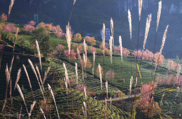 Sắc xuân đến sớm, rừng anh đào khoe sắc giữa đồi chè Sa Pa