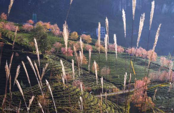 Sắc xuân đến sớm, rừng anh đào khoe sắc giữa đồi chè Sa Pa