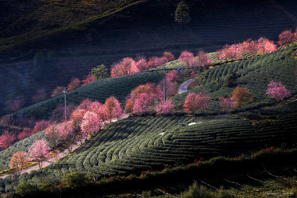 Sắc xuân đến sớm, rừng anh đào khoe sắc giữa đồi chè Sa Pa