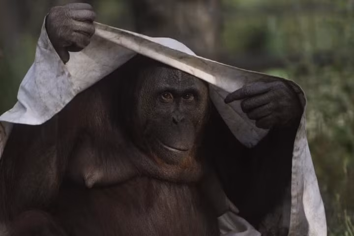 Nhìn lại những thảm họa thiên nhiên kinh hoàng năm 2018