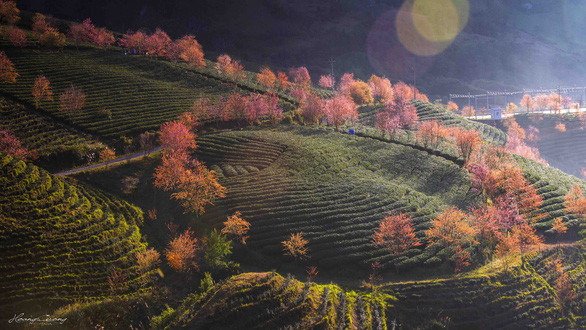 Sắc xuân đến sớm, rừng anh đào khoe sắc giữa đồi chè Sa Pa