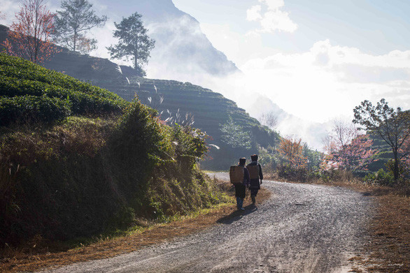 Sắc xuân đến sớm, rừng anh đào khoe sắc giữa đồi chè Sa Pa