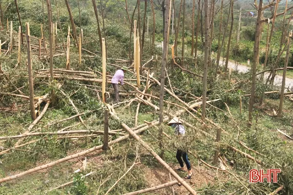 Thiếu nguồn lực, nhiều diện tích rừng trồng Kỳ Anh chưa khôi phục sau bão